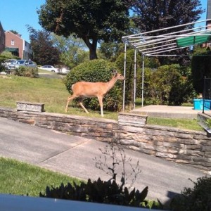 Sitting on my front porch, and this girlie popped out to say hi in my neigh