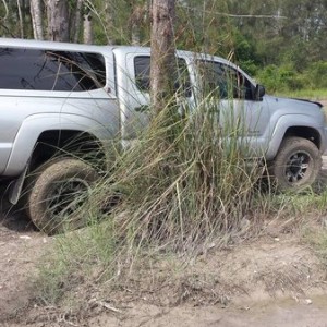 hiding behind the tree