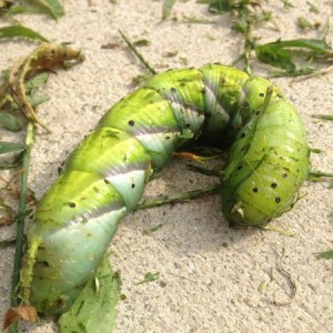 What the hell is this thing? It was about 3 inches in length and a little l