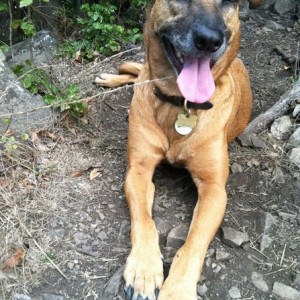 Happy hiking dog