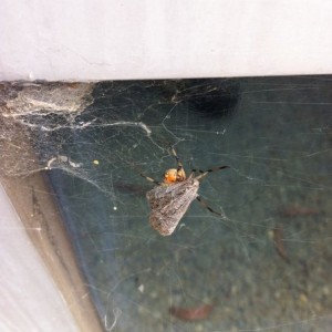 Gnarly brown widow