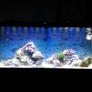 My fish tank.