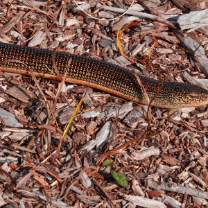 Fall Color Snake