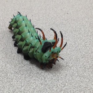 Pretty big. I found it at work earlier. I think it's a regal moth.