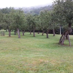 The orchard