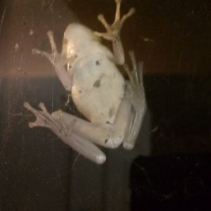 Froggy on my window Sent from my Verizon Wireless Phone