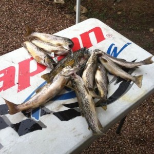 Last weekends catch :)