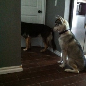 Wife went to the store...i think the pups wanted to go with. The GSD is now
