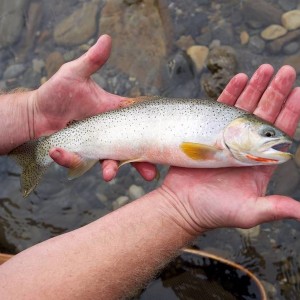 East Slope Cutthroat Trout
