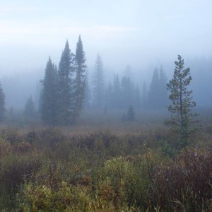 Trees in the Mist