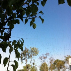 Pretty cool, morning dew