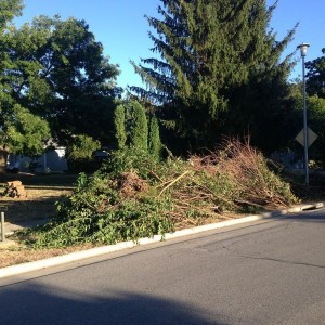 Cleared a lot of wood this afternoon.