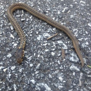 What kind of snake is this?