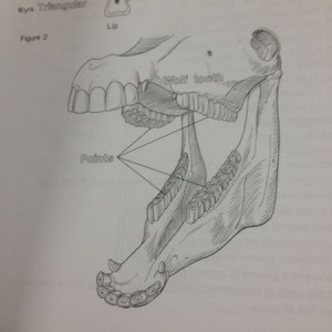 Looks like a dinosaur lol