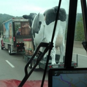 Had I rear-ended this truck, it would have been udder destruction!
