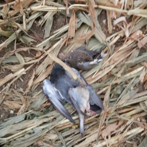 Yesterdays take before the rain came in. Aftetall a pigeon is only a rock d