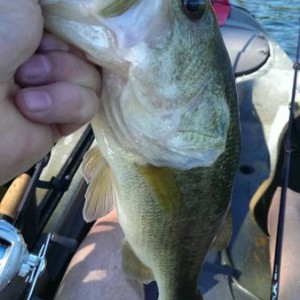bass11