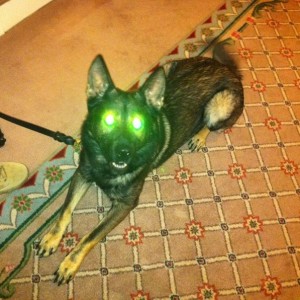 One of the working dogs I am with has sweet laser eyes.