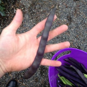 Black beans... Wtf