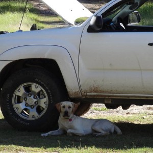 My Dog and my Truck
