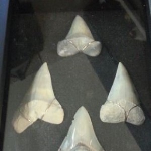 Shark Teeth