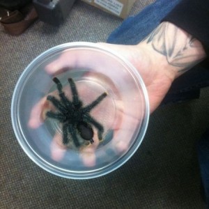 Co-worker got a new tarantula today.