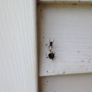 Kill in action. Looks like he is slowly hog tying the poor bastard.
