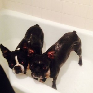 Giving the assholes a bath