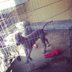 The lady and I rescued another dog today to join the family her name is tal