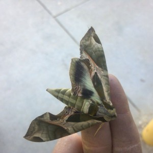 Camp moth