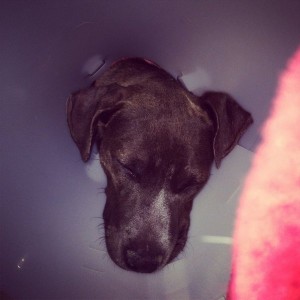 Newsest addition to the family, this little lady is tellulah jade pit bull 