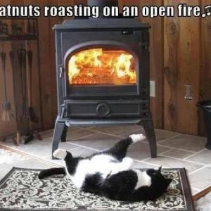 catnutz