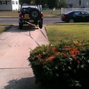 Got bush?