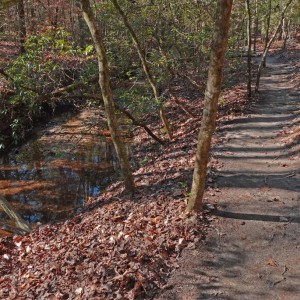 Trail Beside The Creek 1