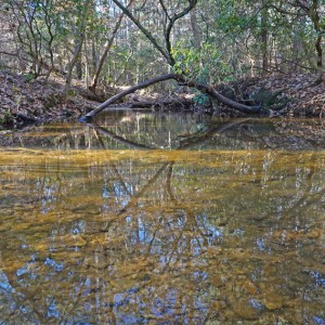 Trail Beside The Creek 3