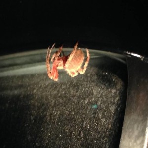 spider