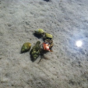Hermit crabs fighting over a shell.