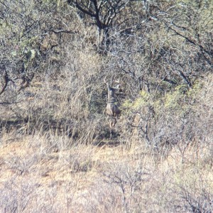 Coues Buck