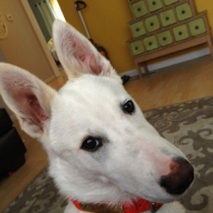 Hes a good dog, thats for sure. 5 months and he can sit, stay, fetch, lay d
