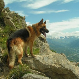 German_Shepherd_Dog_Adult_in_Mountains