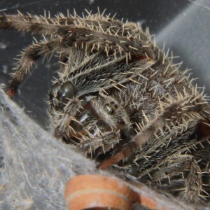 BBQ Spider 1