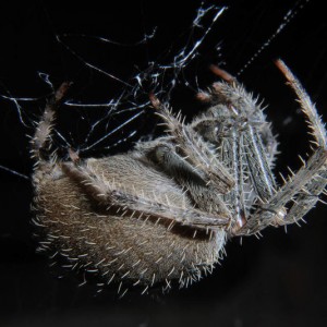 BBQ Spider 2