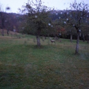 7 doe checking out the 3D target buck