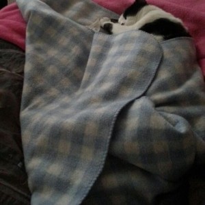 Diego keep in me company on the bed.