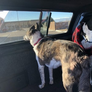 Doggos