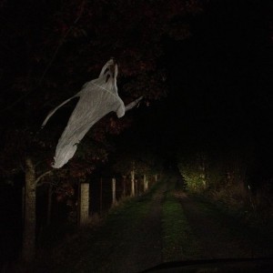 My ghost on my driveway- I have yet to name him
