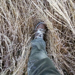 Frosty morning pheasant hunt.