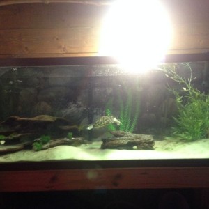 Just finished cleaning up the turtle tank...