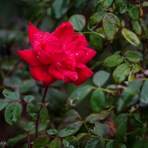 DSC_4147