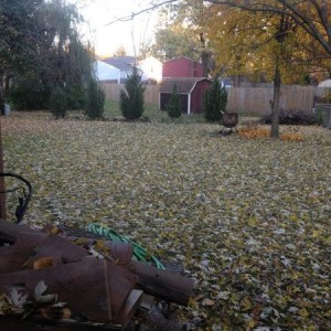 So glad both my next door neighbors have huge maple trees :cool:
